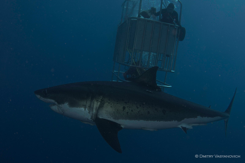 Diving with great white shark