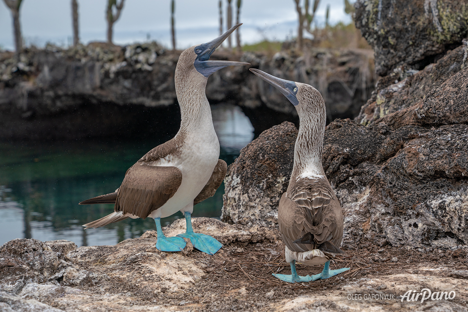 Blue-footed booby