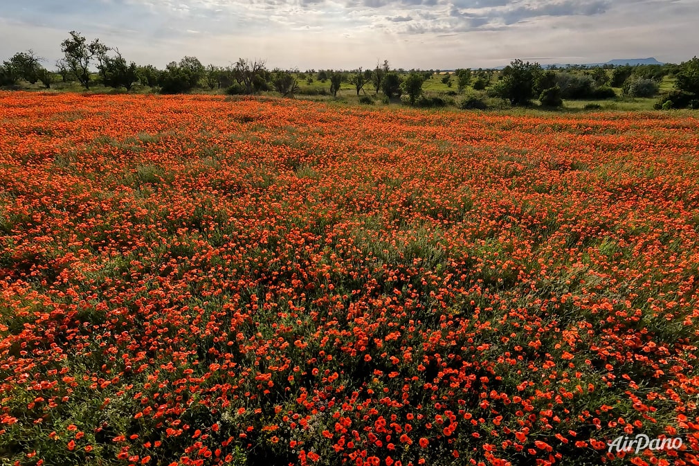Poppy