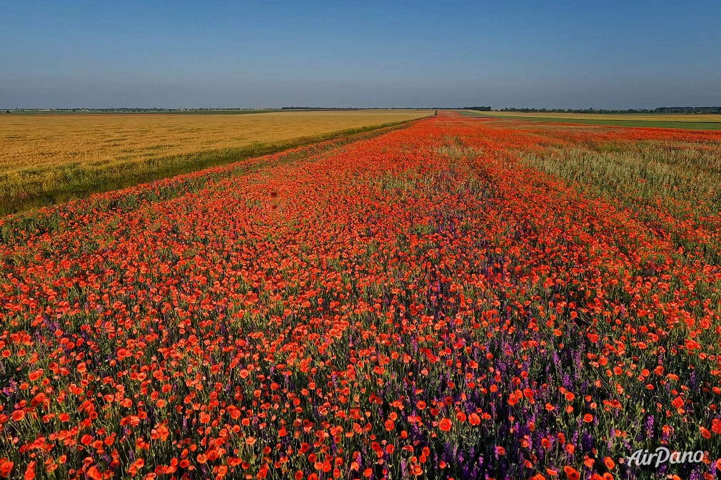 Spring colors