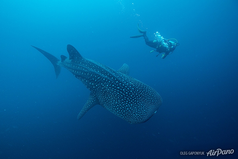 Whale shark