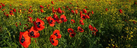 Poppy Field, Armenia