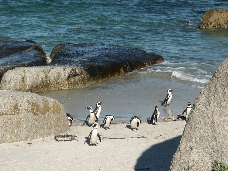 penguins