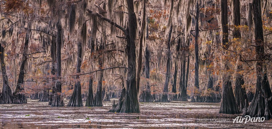 Bald cypress swamps, Louisiana-Texas, USA