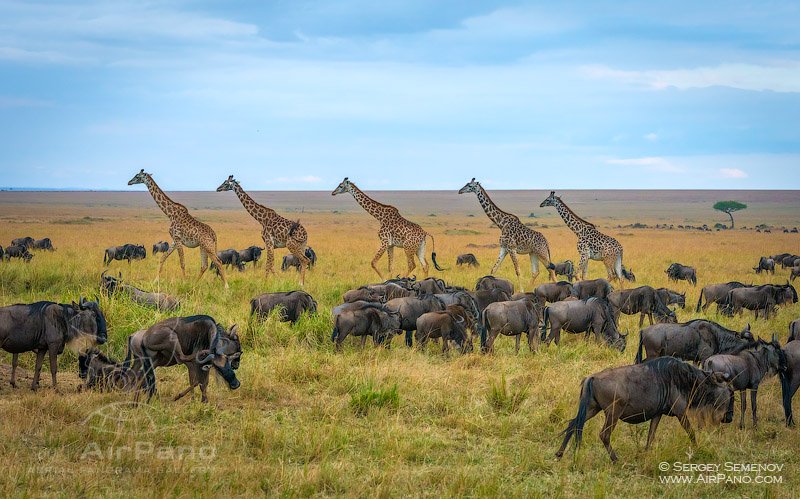 Giraffes and Gnu