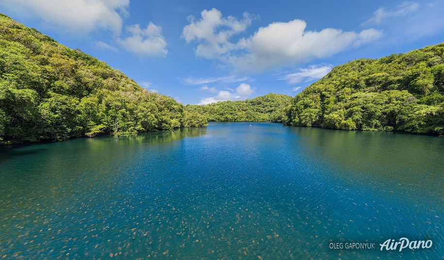 Abobe the Jellyfish Lake