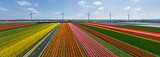 Holland. The country of tulips