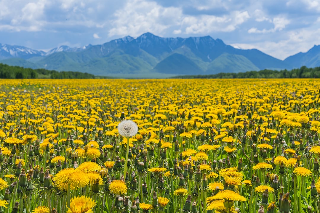 Flower Field Meditation