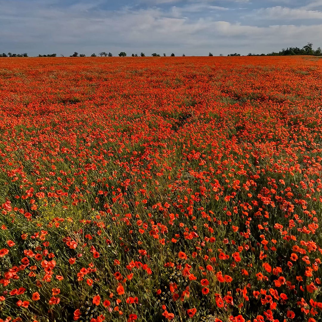 Poppy Fields. VR Relaxation is 16K Poppy Fields. VR Relaxation is 16K