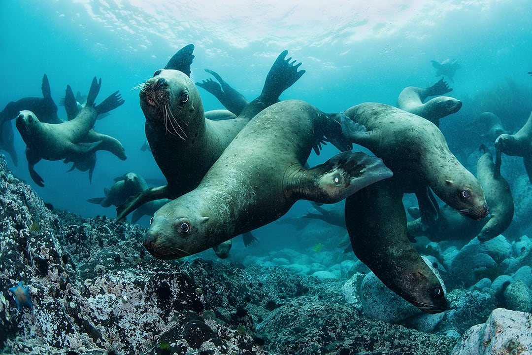 Underwater. Seals and Sea Lions