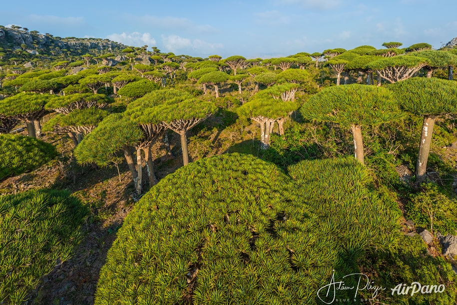 Dragonblood trees