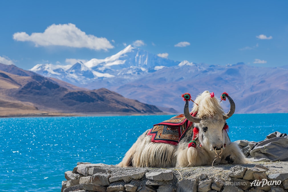 Tibetian yaks