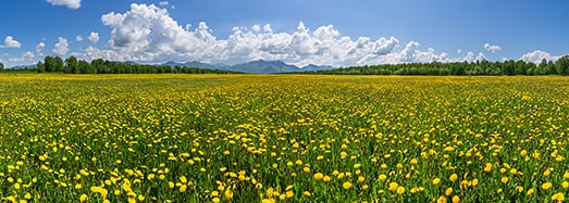 Flower Field Meditation