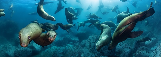 Underwater. Seals and Sea Lions