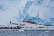 Penguins in Antarctica #23