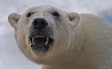 Stuffed Polar Bear