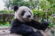 Panda and bamboo