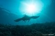 Manta ray
