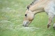 Przewalski's horse named Oliva. Pre-Ural Steppe