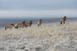 Harem group of Przewalski's horses. Pre-Ural Steppe