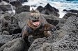 Marine iguana