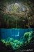 Mangrove forest