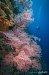 Pink corals