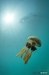 Golden jellyfish (Mastigias papua)