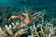 Corals #44