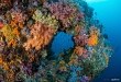 Corals #20