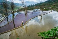 Rice Terraces