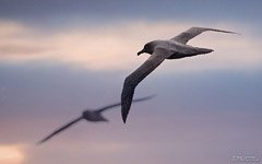 Albatross in the sky over Antarctica