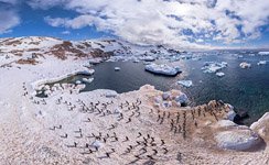 Penguins on the Gourdin Island #1