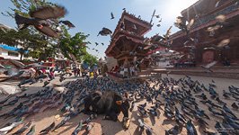 Animals in Kathmandu