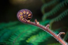 Sprout of fern