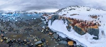 Penguins on the Useful Island, Antarctica