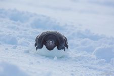 Penguins in Antarctica