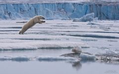 Jumping polar bear