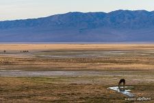 Pasture near Terkhiin Tsagaan Lake