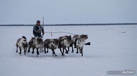 Reindeer Herder’s Day