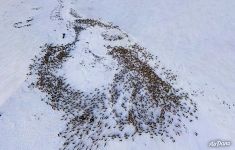 Bird’s eye view of the deer herd of Nenets people