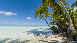 Palm trees on the shore of the Blue lagoon. Rangiroa