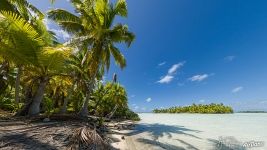 Palm trees on the shore of the Blue lagoon. Rangiroa