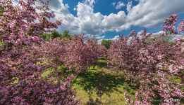 Pink apple trees