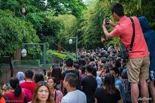 Tourists in the Chengdu Base