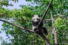 Panda on a tree