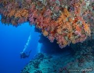 Fotteyo underwater overhangs (Hurahu Kandu). Southern Maldives