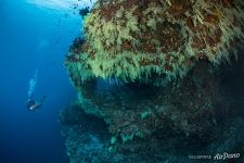 Fotteyo underwater overhangs (Hurahu Kandu). Southern Maldives