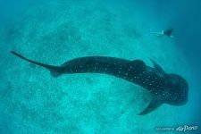 The whale shark