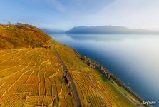 Vineyards from above